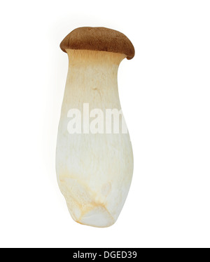 Champignon comestible avec Clipping Path Banque D'Images