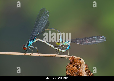 Roue d'accouplement des petites demoiselles aux yeux rouges (Erythromma viridulum), libellule Coenagrionidae famille Banque D'Images