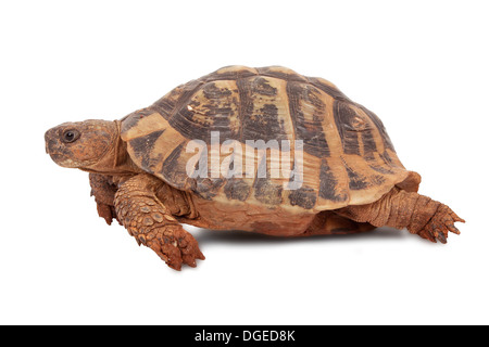 Turtle isolé sur fond blanc Banque D'Images