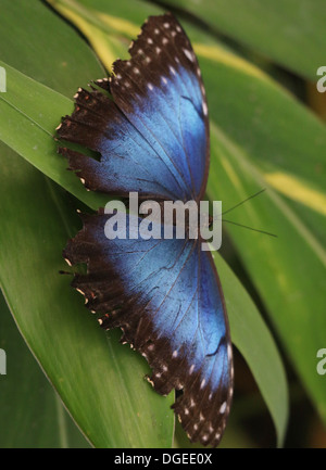 Morpho bleu (Morpho peleides) également connu sous le nom de Papillon Empereur bleu montrant les extensions intérieures Banque D'Images