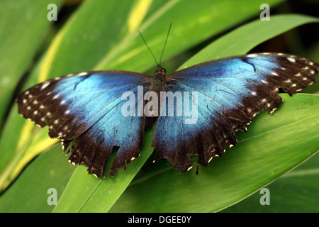 Morpho bleu (Morpho peleides) également connu sous le nom de Papillon Empereur bleu montrant les extensions intérieures Banque D'Images