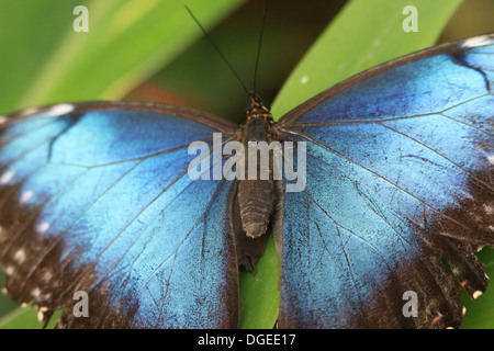 Morpho bleu (Morpho peleides) également connu sous le nom de Papillon Empereur bleu montrant les extensions intérieures Banque D'Images