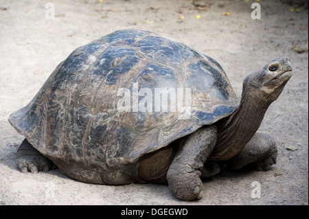 Tortue géante des îles Galapagos Isabela Banque D'Images