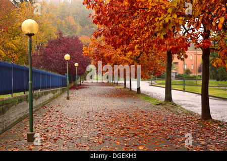 Les arbres à feuillage coloré le long trottoir recouvert de feuilles mortes dans la région de Alba, Italie. Banque D'Images