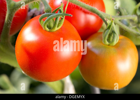 Tomates mûres accroché sur une tomate bush dans un jardin Banque D'Images