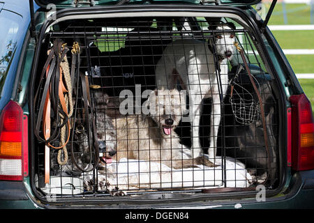 Newark, au Royaume-Uni. 20 Oct, 2013. Jeu Robin Hood à lurchers et pays Show. Credit : penny fillingham/Alamy Live News Banque D'Images