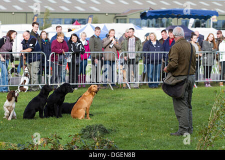 Newark, au Royaume-Uni. 20 Oct, 2013. Le Dunhamswood Gundogs effectuer leur affichage à l'Jeu Robin Hood et le pays. Credit : penny fillingham/Alamy Live News Banque D'Images