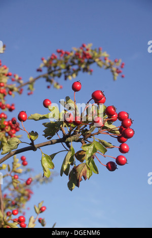 Les baies d'aubépine (Crataegus monogyna), Kelly, terres agricoles, West Yorkshire, englnad, uk, septembre Banque D'Images