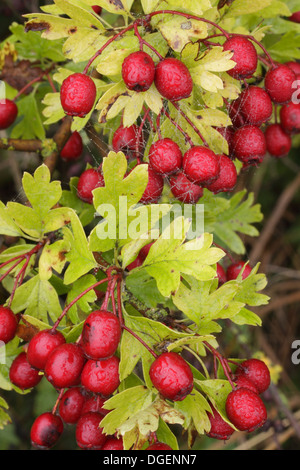 Les baies d'aubépine (Crataegus monogyna), Kelly, terres agricoles, West Yorkshire, Angleterre, Royaume-Uni, Septembre Banque D'Images