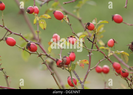 Close up of Dog Rose (rosa canina) hanches, West Yorkshire, Royaume-Uni, Septembre Banque D'Images