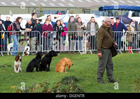 Newark, au Royaume-Uni. 20 Oct, 2013. Le Dunhamswood Gundogs effectuer leur affichage à l'Jeu Robin Hood et le pays. Credit : penny fillingham/Alamy Live News Banque D'Images