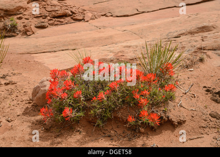 Castilleja chromosa Paintbrush, commun, de fleurs sauvages, Arches National Park, Utah, USA Banque D'Images