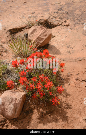 Castilleja chromosa Paintbrush, commun, de fleurs sauvages, Arches National Park, Utah, USA Banque D'Images