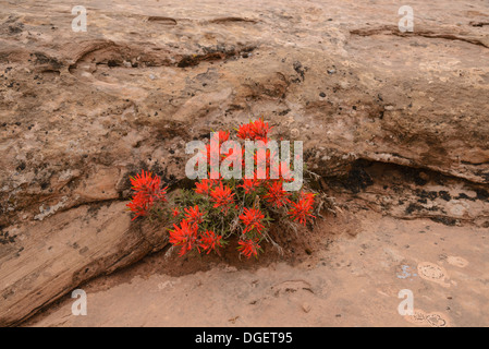 Castilleja chromosa Paintbrush, commun, de fleurs sauvages, Arches National Park, Utah, USA Banque D'Images