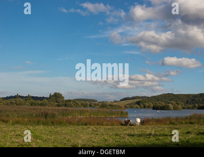 Attenborough nature reserve paysage rural Bretagne Midlands de l'Angleterre l'Europe Banque D'Images
