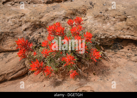 Castilleja chromosa Paintbrush, commun, de fleurs sauvages, Arches National Park, Utah, USA Banque D'Images