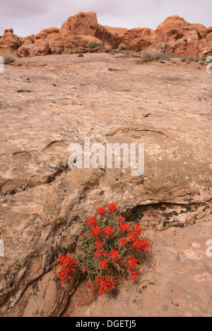 Castilleja chromosa Paintbrush, commun, de fleurs sauvages, Arches National Park, Utah, USA Banque D'Images