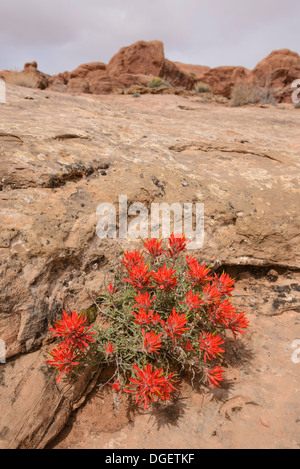 Castilleja chromosa Paintbrush, commun, de fleurs sauvages, Arches National Park, Utah, USA Banque D'Images