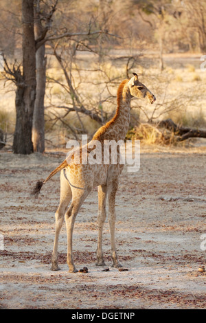 Bébé girafe sur 3 mois, sous-espèce angolaise ( Giraffa camelopardalis A.), Parc National de Mosi oa Tunya, Zambie, Afrique Banque D'Images