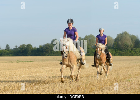 Deux jeunes cavaliers sur le dos de chevaux Haflinger galoper dans un champ de chaume Banque D'Images