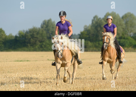 Deux jeunes cavaliers sur le dos de chevaux Haflinger galoper dans un champ de chaume Banque D'Images