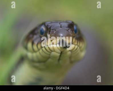 Gros plan d'une tête de serpent d'herbe dans l'herbe, la tête sur la langue, avec Banque D'Images