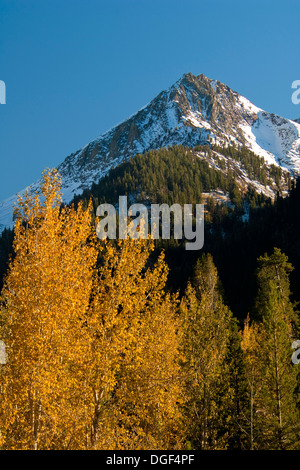 Mountain et arbres en automne, minéral King, Sequoia National Park, Californie Banque D'Images