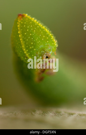 Eyed Hawk-Moth Smerinthus ocellatus Caterpillar Banque D'Images