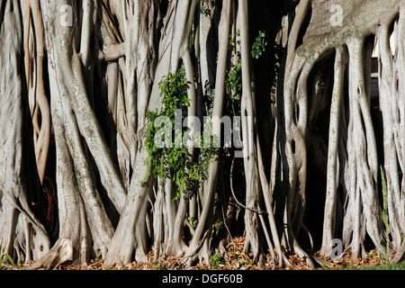 Close-up de l'auxiliaire racines d'un arbre banyan (Ficus, figuier) Banque D'Images