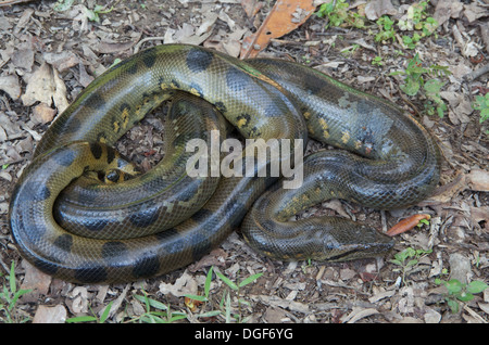 Un jeune anaconda vert (Eunectes murinus) dans la forêt amazonienne dans la région de Loreto, au Pérou. Banque D'Images