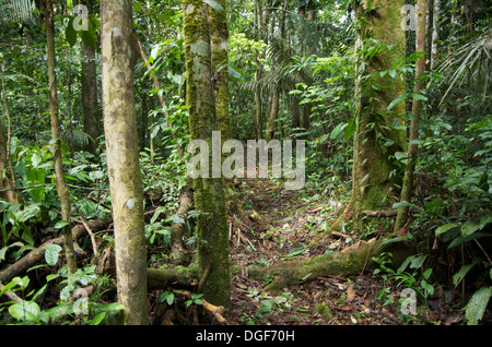 Un sentier à travers la luxuriante forêt amazonienne dans la région de Loreto, au Pérou. Banque D'Images