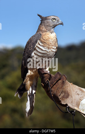 Baza pacifique en captivité ( Aviceda subcristata) avec O'Reillys bagagiste à l'Rainforest Retreat. Le Queensland, Australie. Banque D'Images