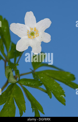 Wind Flower, l'Anémone des bois, Wind-Flower Wood-Anemone,,, Buschwindröschen Busch-Windröschen, Anemone nemorosa Banque D'Images