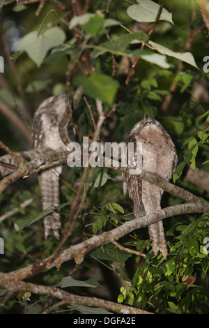Frogmouths papoue (Podargus papuensis). Daintree, Tropical North Queensland, Australie. Banque D'Images