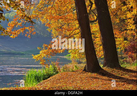 Eiche im Herbst - Arbre de chêne à l'automne 08 Banque D'Images