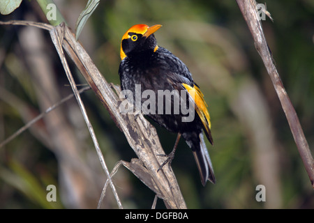 Regent (oiseau Sericulus chrysocephalus). Parc National de Lamington, Queensland, Australie. Banque D'Images