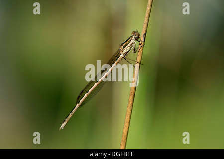 Demoiselle d'hiver commun (Sympecma fusca), homme, Canton de Genève, Suisse Banque D'Images