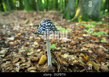 Inkcap Magpie Magpie ou champignon (Coprinus picaceus) poussant dans une forêt de hêtres, Mecklembourg-Poméranie-Occidentale, Allemagne Banque D'Images