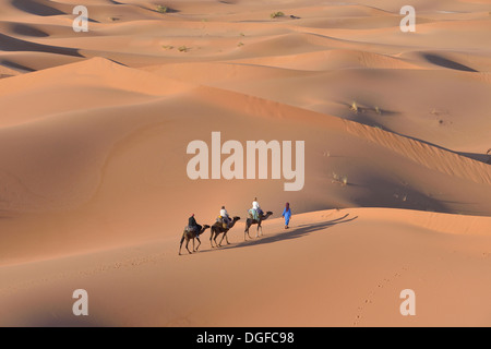 Les touristes à cheval sur des chameaux à travers les dunes, Sahara, Merzouga, Maroc, région de Meknès-Tafilalet Banque D'Images