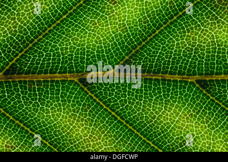 Le hêtre commun ou hêtre européen (Fagus sylvatica) structure des feuilles en lumière transmise, coloration d'automne début, détail Banque D'Images