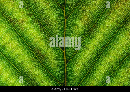 Le hêtre commun ou hêtre européen (Fagus sylvatica) structure des feuilles en lumière transmise, coloration d'automne début, détail Banque D'Images