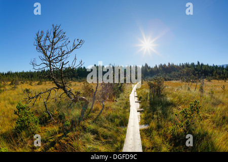 Sentier de tourbières bombées, Brettlesweg Wiesfilz à Steingaden, Pfaffenwinkel, région, Haute-Bavière, Bavière, Allemagne Banque D'Images