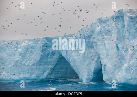 Des Pétrels du Cap, Cape pigeons ou des Pétrels (Daption capense Pintado) sur un iceberg dans l'Océan Atlantique sud, mer de Weddell Banque D'Images