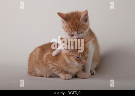 Deux chatons tabby rouge Banque D'Images