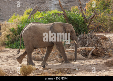 L'éléphant africain (Loxodonta africana), Kaokoland, Kunene, Namibie Banque D'Images