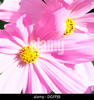 Sonate cosmos rose vif, fleurs en lumière naturelle Jane Ann Butler Photography JABP1049 Banque D'Images