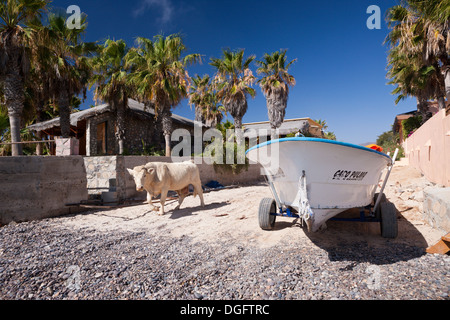 Bovins à plage de Cabo Pulmo, Bos primigenius, parc national de Cabo Pulmo, Baja California Sur, Mexique Banque D'Images