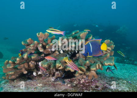 Divers poissons de corail, Holocanthus, passant du Parc National Marin de Cabo Pulmo, Baja California Sur, Mexique Banque D'Images