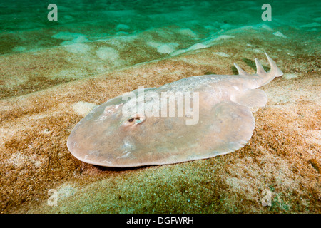 Ray électrique géant, entemedor Narcine, Parc National Marin de Cabo Pulmo, Baja California Sur, Mexique Banque D'Images