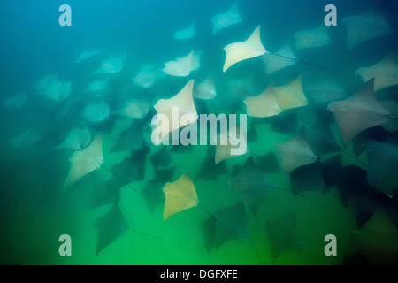 School of Pacific Cownose Ray, Rhinoptera steindachneri, Parc National Marin de Cabo Pulmo, Baja California Sur, Mexique Banque D'Images